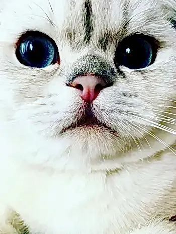 Kedi Mavi Miro'nun Değerlendirmesi