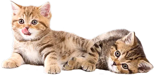 İstanbul Kedi Pansiyonu